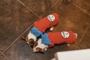 Bark is the new BOO!: 21 dog-human costumes