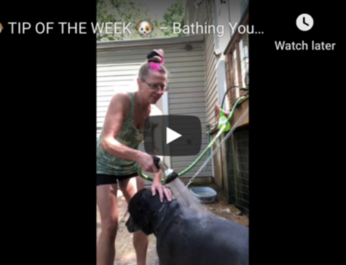 ? TIP OF THE WEEK ? – Bathing Your Dog